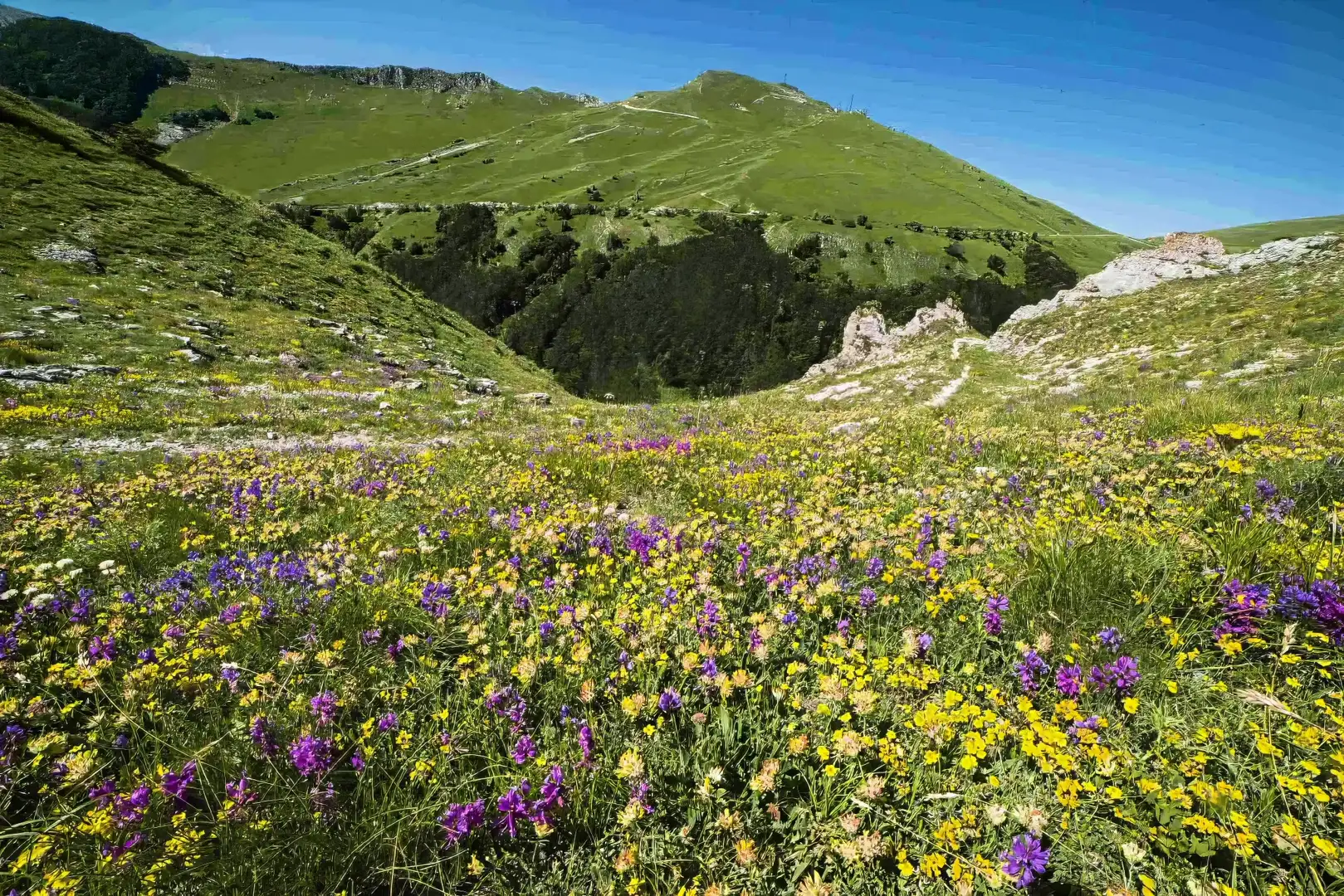 La fioritura primaverile sui Piani di Ragnolo sopra Sarnano